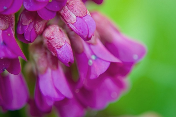 Plant-it-Perennial